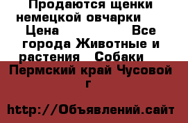 Продаются щенки немецкой овчарки!!! › Цена ­ 6000-8000 - Все города Животные и растения » Собаки   . Пермский край,Чусовой г.